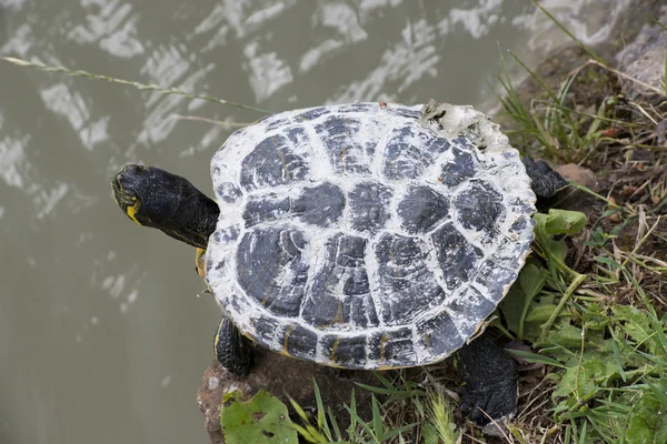 Tortuga de cerca retrato —  Fotos de Stock