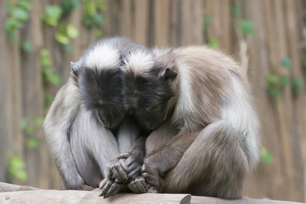 Deux singes tout en tenant leurs mains — Photo