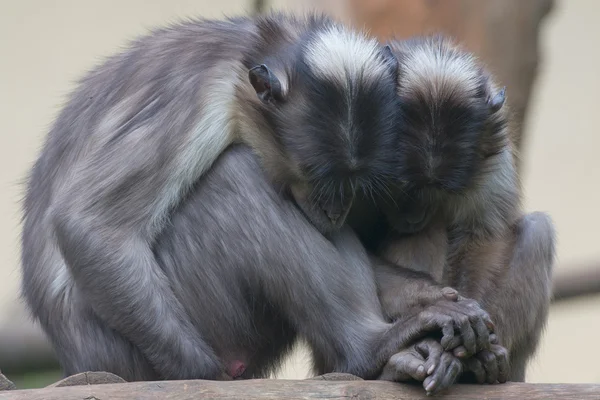 Dois macacos enquanto seguram as mãos — Fotografia de Stock