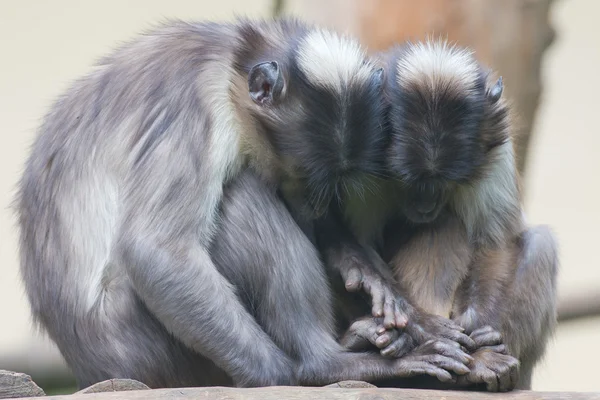 Dois macacos enquanto seguram as mãos — Fotografia de Stock