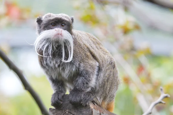 Emperador mono Tamarin aislado retrato de cerca —  Fotos de Stock