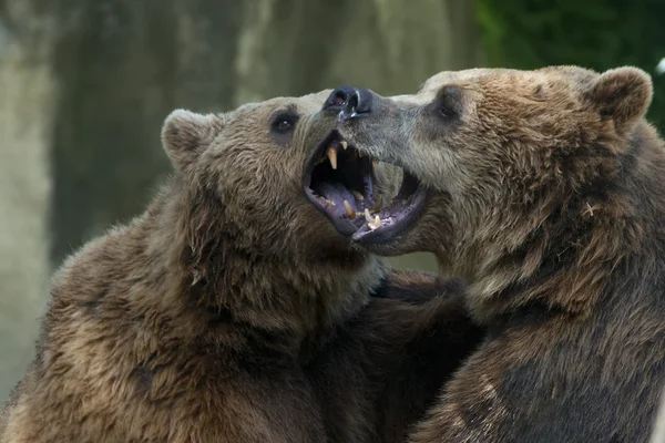 Twee zwarte grizzly beren tijdens gevechten — Stockfoto