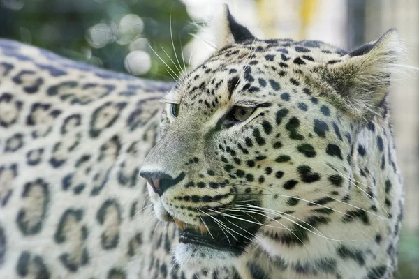 Jaguar leopard chetaa zblízka portrétní izolované — Stock fotografie