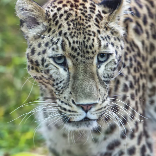 Jaguar Leopard Chetaa close up retrato isolado — Fotografia de Stock