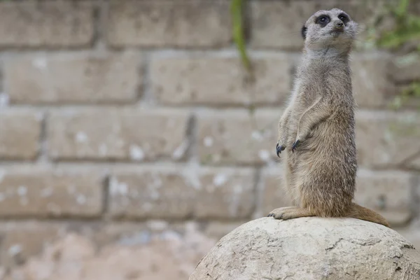 Un suricato isolato che ti guarda. — Foto Stock
