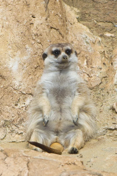 Isolated meerkat looking at you — Stock Photo, Image