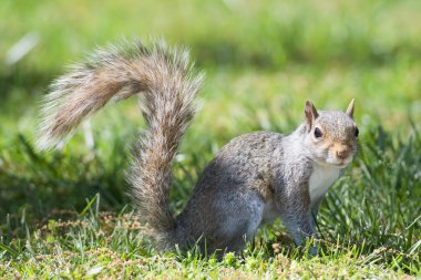 Sana bakarken izole gri sincabı