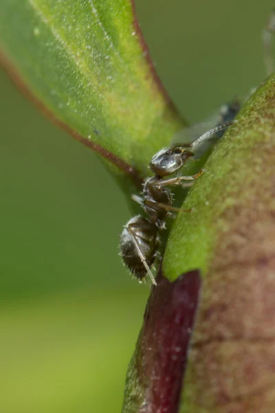 Furnică neagră izolată pe fundal verde — Fotografie, imagine de stoc