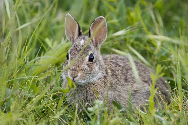 Isolerade vilda kanin tittar på dig på gräs bakgrund — Stockfoto