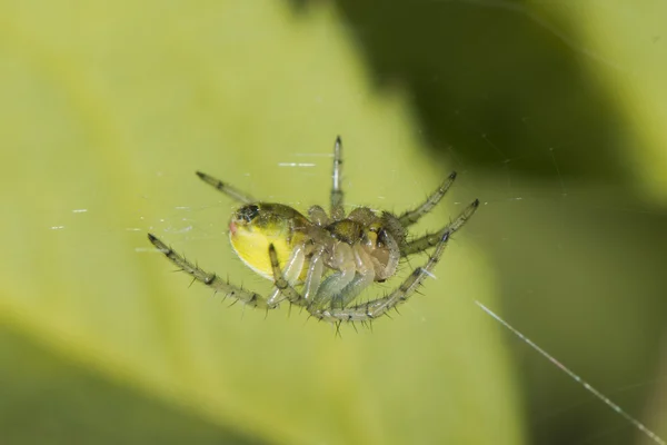 Kendi web üzerinde asılı bir sarı spirder — Stok fotoğraf