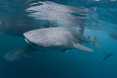 izole balina köpekbalığı portre sualtı Papua