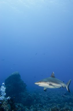 gri köpekbalığı jaws sualtı saldırmaya hazır portre kadar yakın