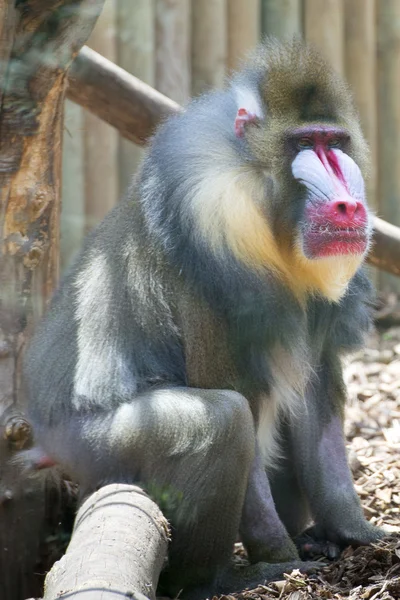 Izole Mandrill'di maymun portre — Stok fotoğraf