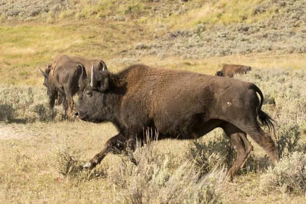 Bisonte di bufalo in esecuzione a Lamar Valley Yellowstone — Foto Stock