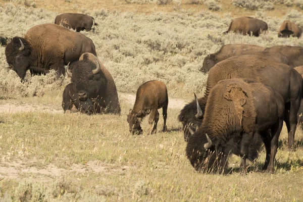 Buffalo Bison em Lamar Valley Yellowstone — Fotografia de Stock