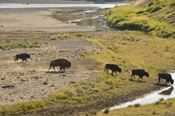 Bizon bizon lamar valley Yellowstone nehri geçerken — Stok fotoğraf