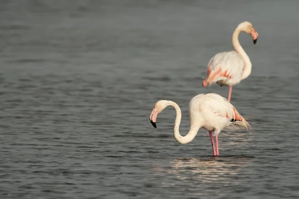 Pesca rosa Flamingo em um pântano — Fotografia de Stock
