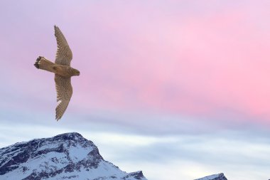Peregrine falcon kar dağ günbatımı arka plan üzerinde uçan