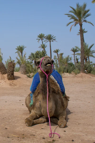 Isolerade dromedar kamel sitter nära beduin oasis — Stockfoto