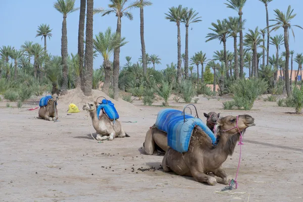Dromedar Camellos cerca de Oasis beduino —  Fotos de Stock