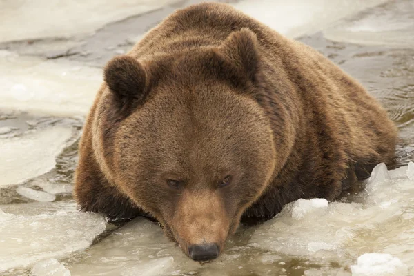 Изолированный черный медведь бурый гризли играет в ледяной воде — стоковое фото