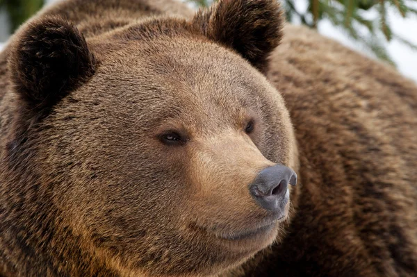 Ein schwarzer Bär braun Grizzly-Porträt im Schnee, während er dich ansieht — Stockfoto