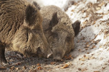 yabani domuz yerken ağzı
