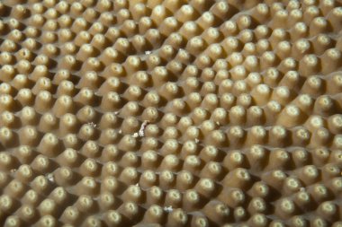 Raja Ampat, Papua Endonezya 'dan sert mercan ayrıntıları