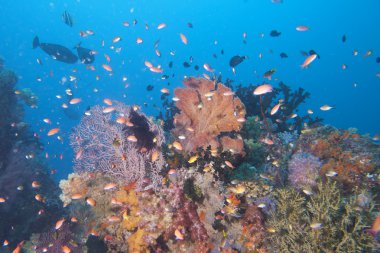 renkli sualtı manzara resif raja ampat Papua