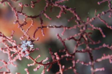 bargibanti Pigme deniz atı en küçük dünya Papua