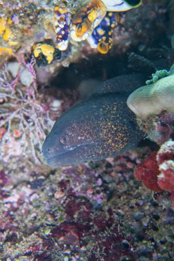 Sana bakarken izole morey yılan balığı