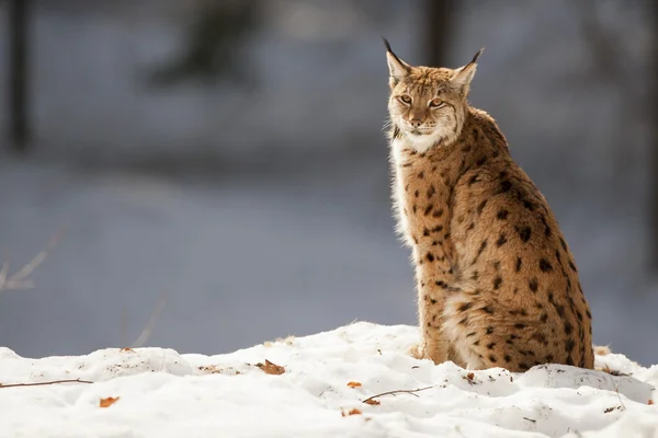 Lynx sur le fond de neige tout en vous regardant — Photo
