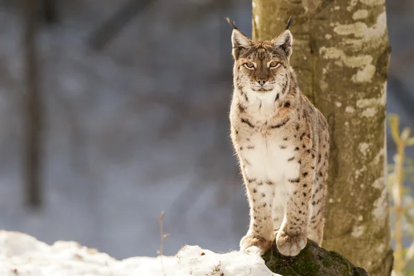 Lynx på snö bakgrunden medan du tittar på du — Stockfoto