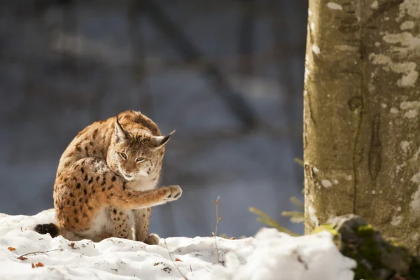 Lynx på snö bakgrunden medan du tittar på du — Stockfoto