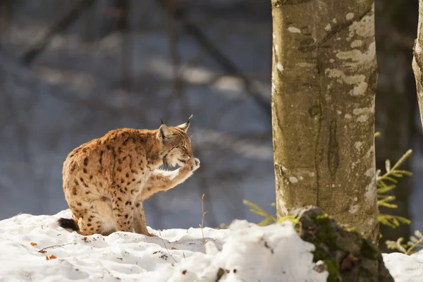 Lynx aislado en el fondo de nieve mientras lame —  Fotos de Stock