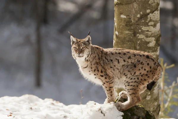 Lynx en el fondo de nieve mientras te mira —  Fotos de Stock