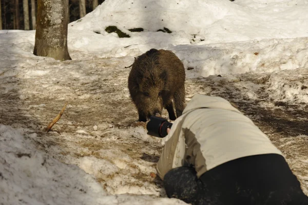 Een fotograaf met wild varkensvlees op de achtergrond van de sneeuw — Stockfoto