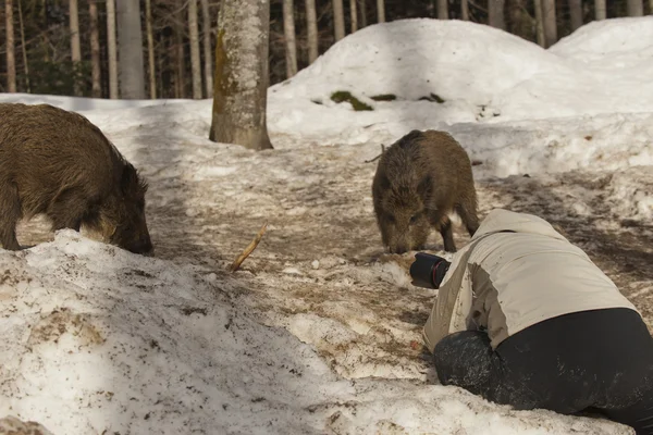 Een fotograaf met wild varkensvlees op de achtergrond van de sneeuw — Stockfoto