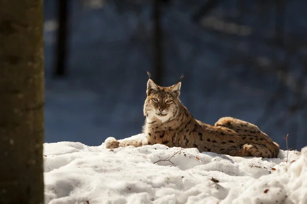 Lynx en el fondo de nieve mientras te mira — Foto de Stock
