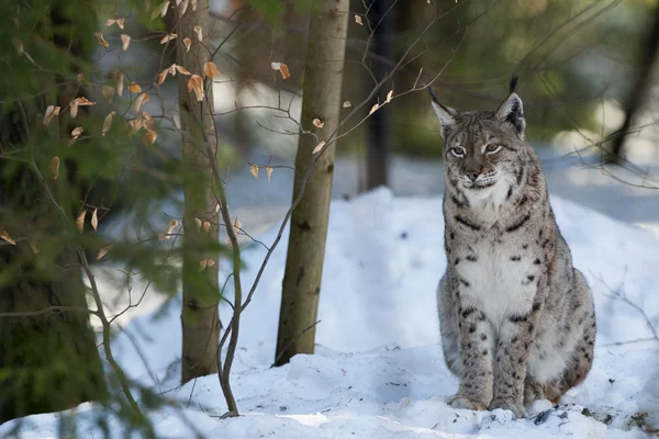 Lynx sur le fond de neige tout en vous regardant — Photo