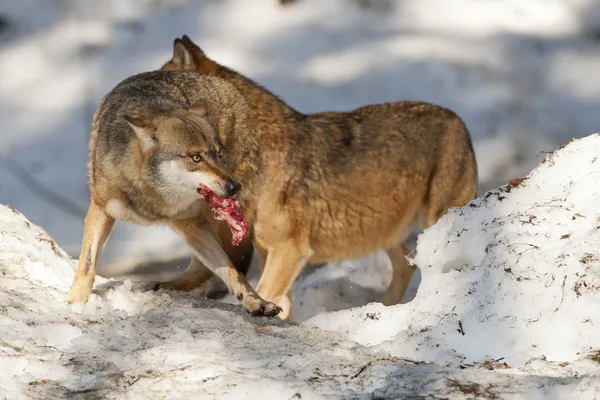 Lobo cinzento no fundo da neve — Fotografia de Stock