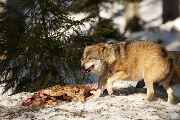 Grauer Wolf auf dem Schneehintergrund — Stockfoto