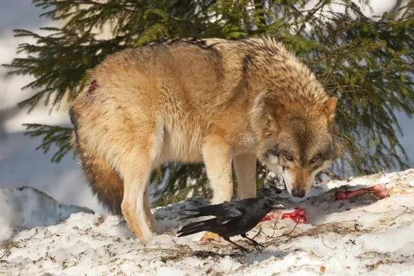 Grey wolf on the snow background — Stock Photo, Image