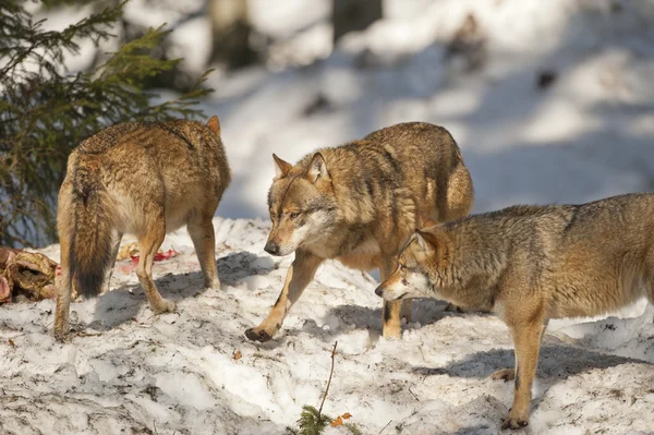 Lobo cinzento no fundo da neve — Fotografia de Stock