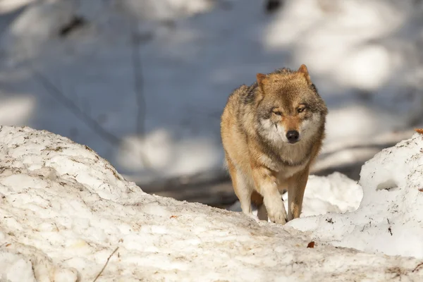 Grijze wolf op de achtergrond van de sneeuw — Stockfoto