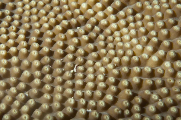 Hard coral macro detail from Raja Ampat, Papua Indonesia — Stock Photo, Image