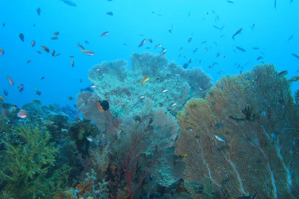 Renkli sualtı resif raja ampat Papua, Endonezya — Stok fotoğraf