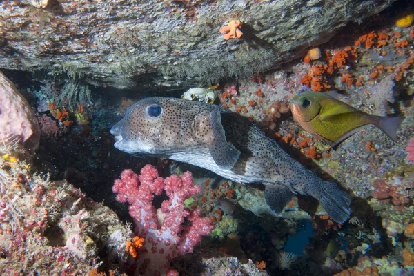 Uma caixa de peixe no fundo do recife — Fotografia de Stock