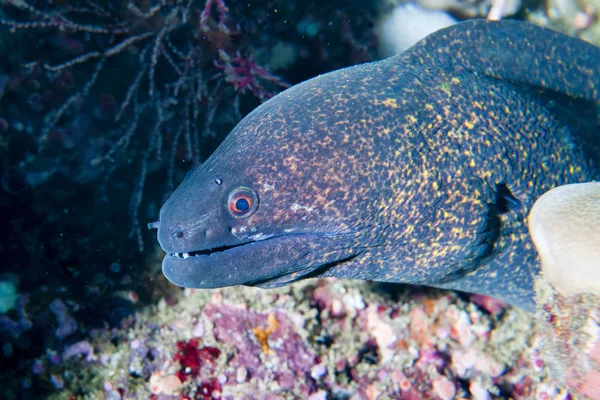 Anguilla murena isolata che ti guarda — Foto Stock