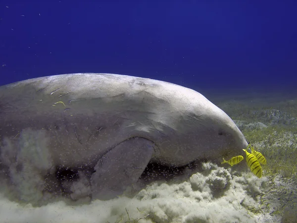 Isolated Dugongo Sea Cow while digging sand for food — Stock Photo, Image